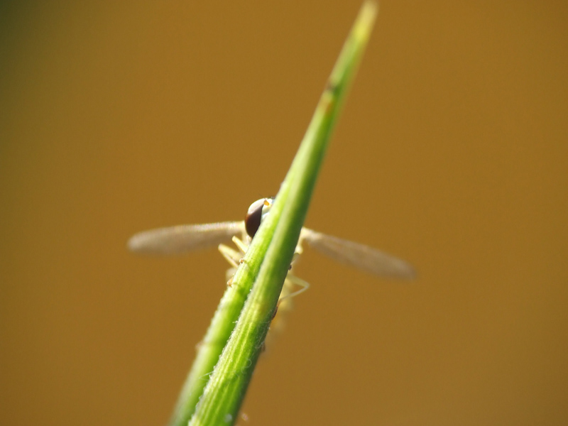 macro7