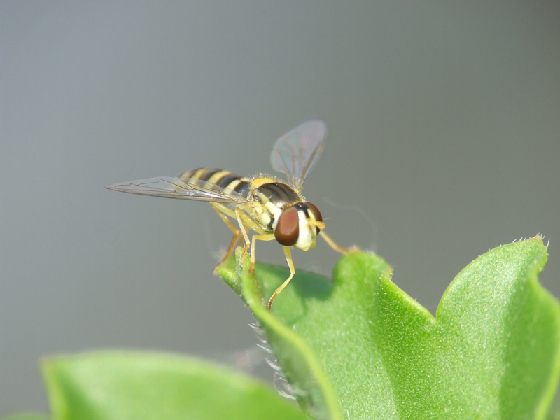 macro10