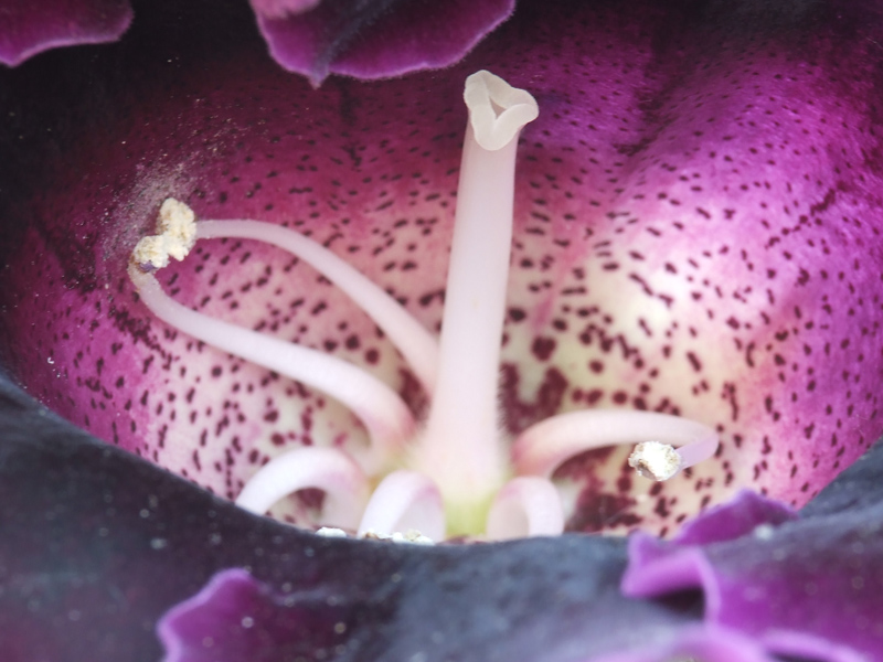 macro4