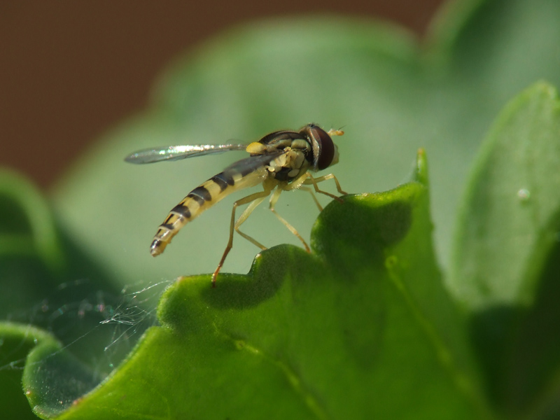 macro11
