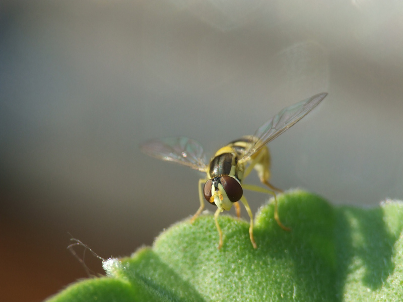macro13