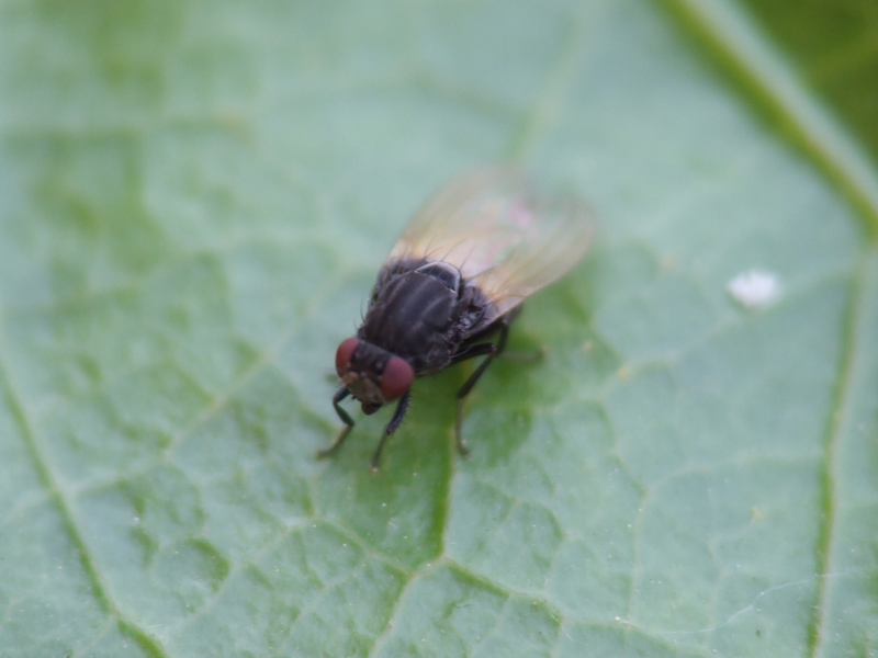 macro 18