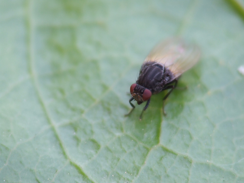 macro 19