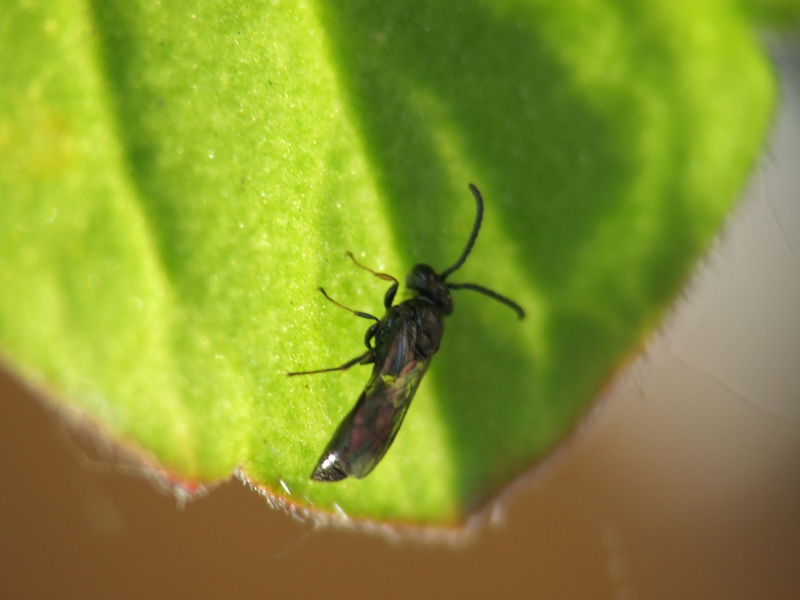 macro 20