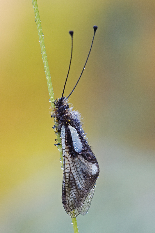 Libelloides coccaius