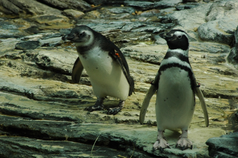 Pinguini a Lisbona