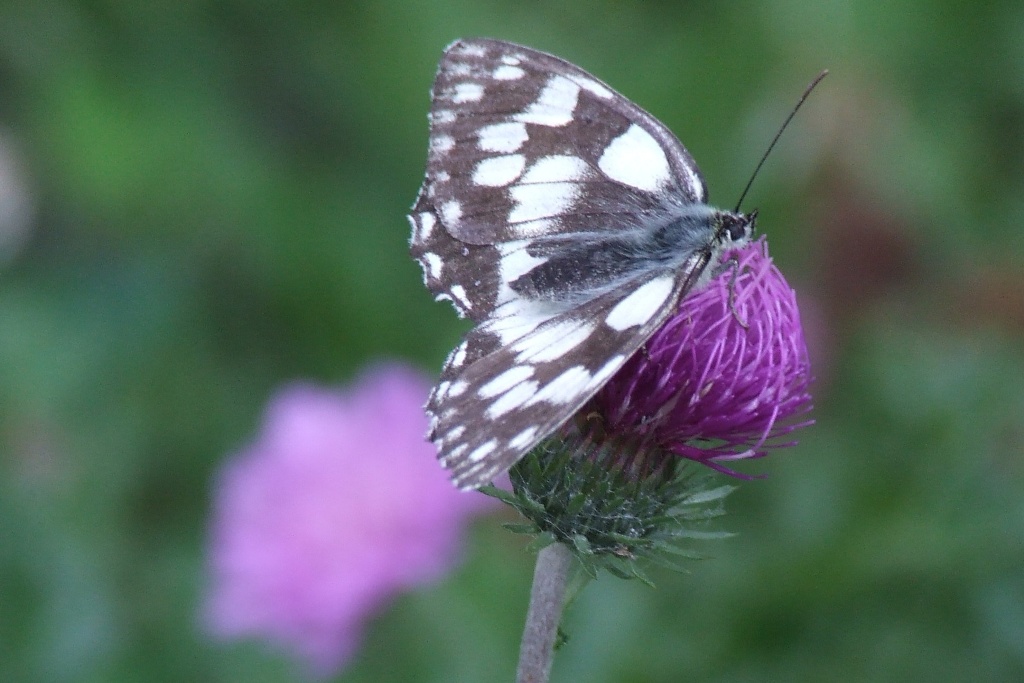 Melanargia galatea