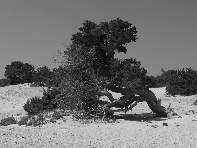 Roots