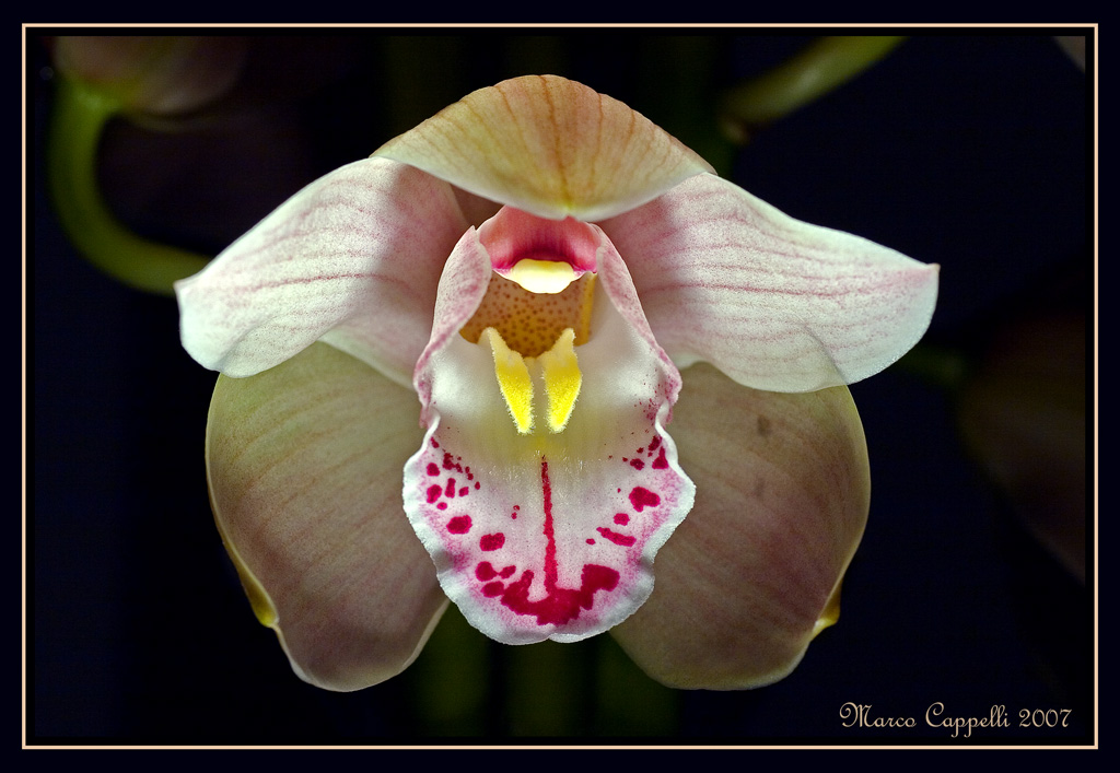 Orchidea by night