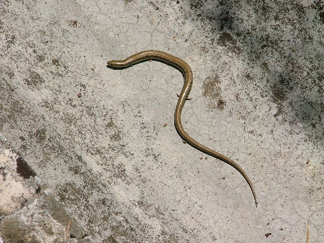 Rettile
