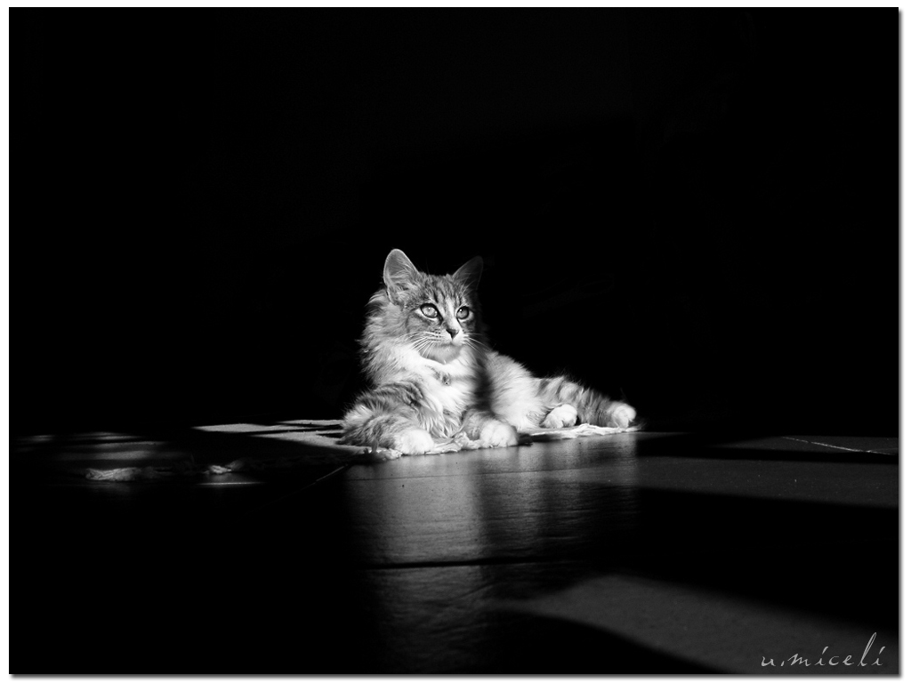 Belbo - sguardo distaccato Belbo - sguardo distaccato