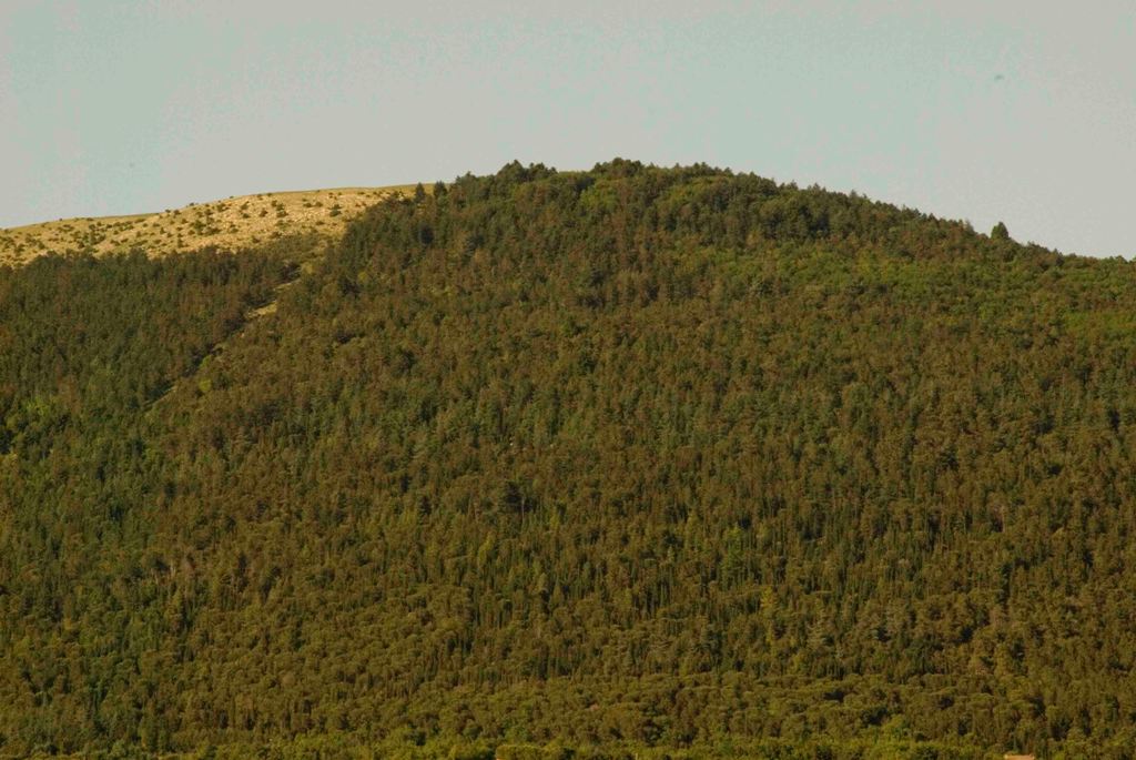 Collina