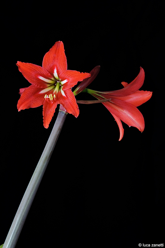 Lilium rosso 2