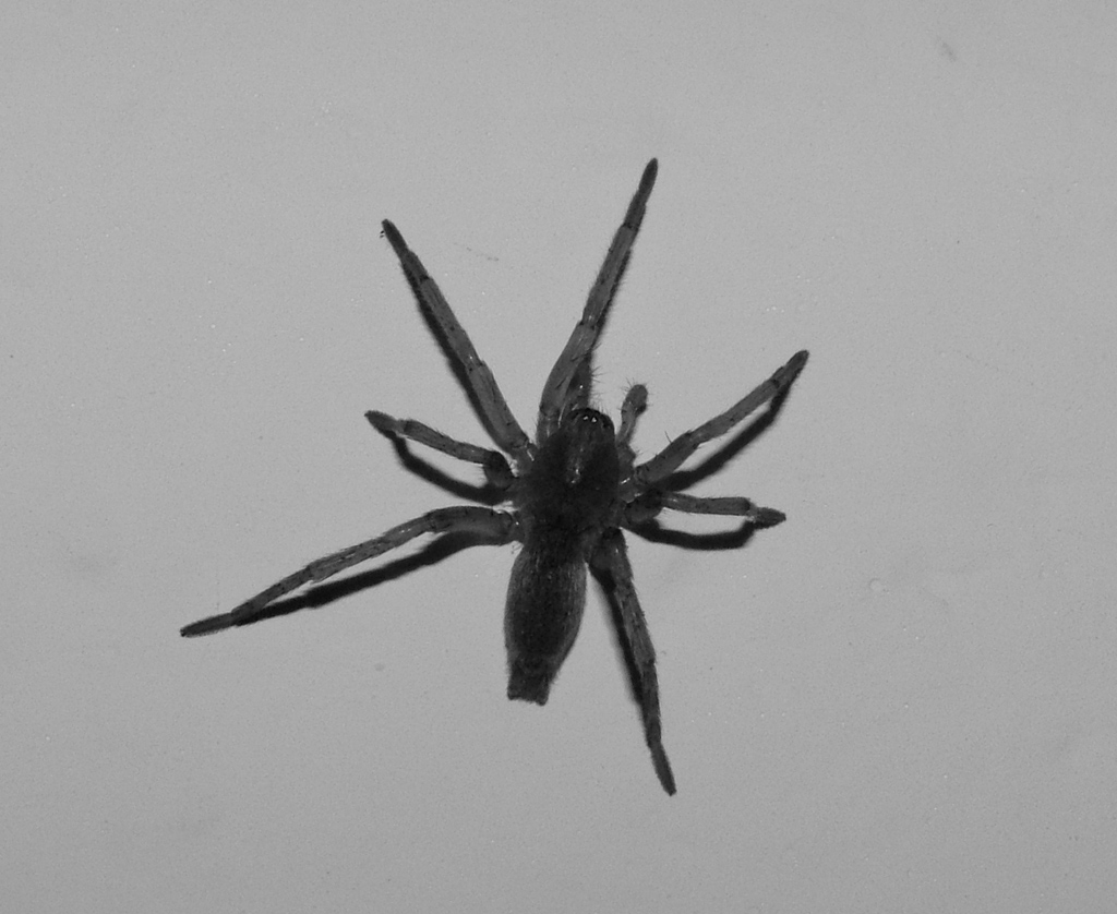 Macro...microRagno