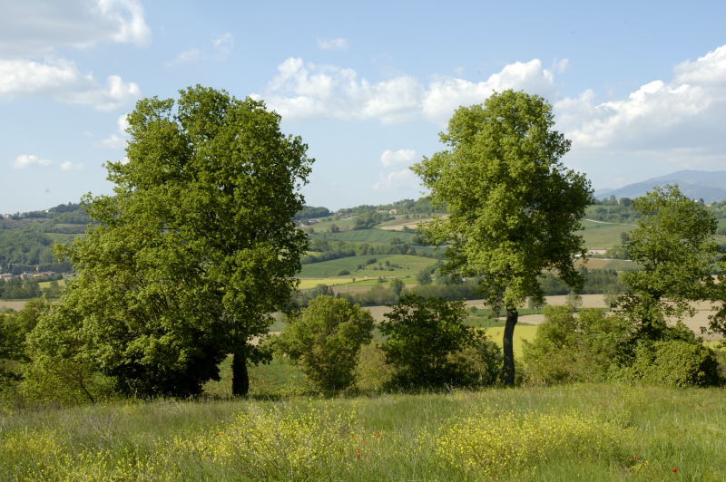lecci