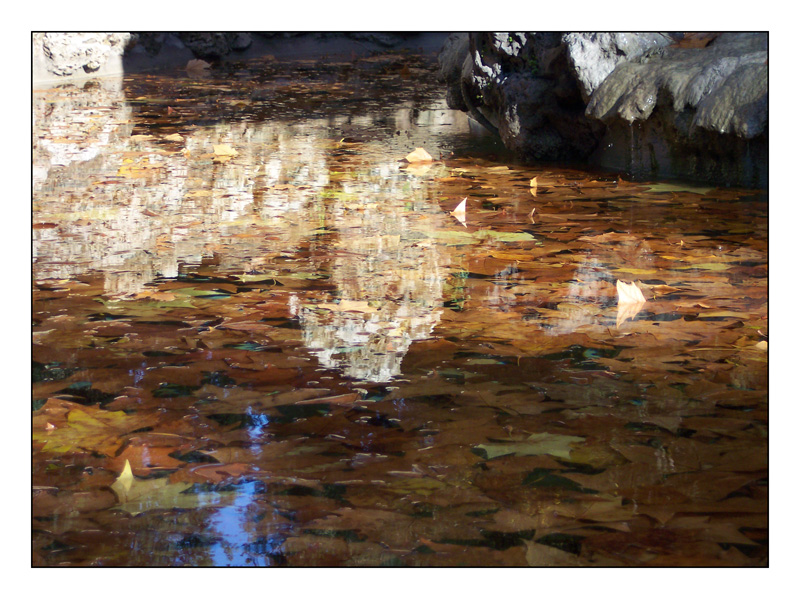 Acqua o foglie??