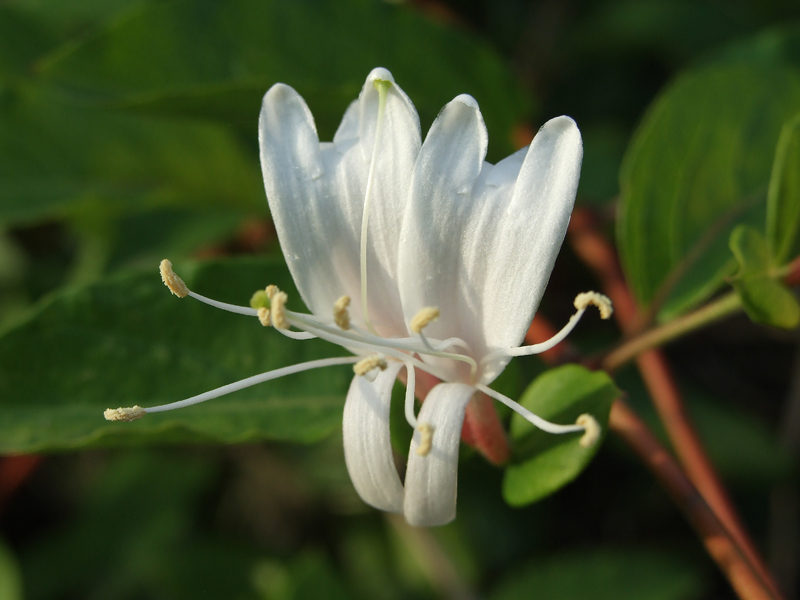 Fiori Bianchi
