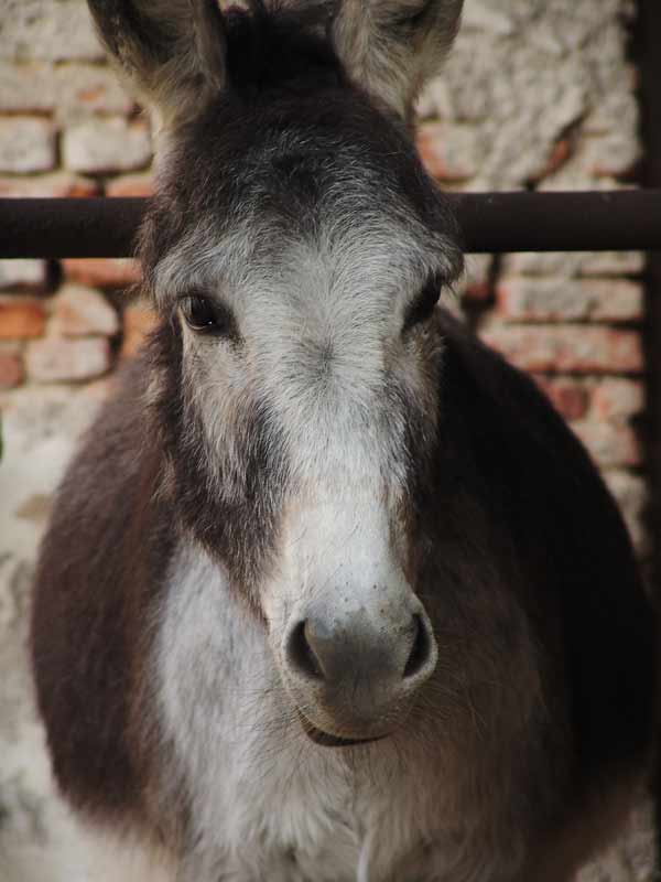 asinello