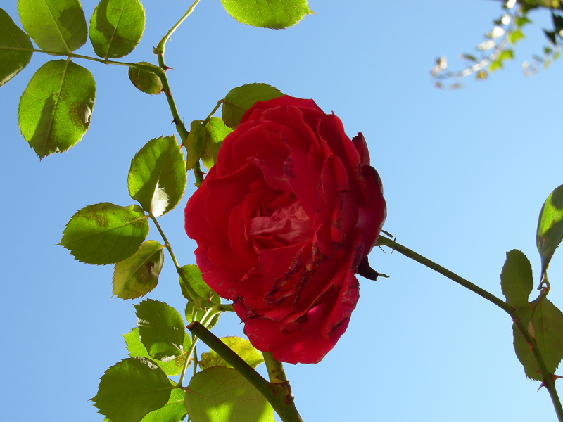 Rosa