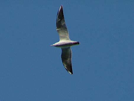 gabbiano2
