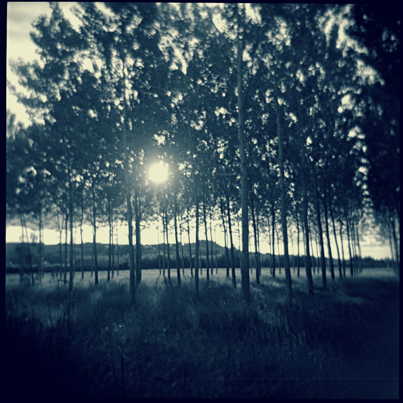 Trees