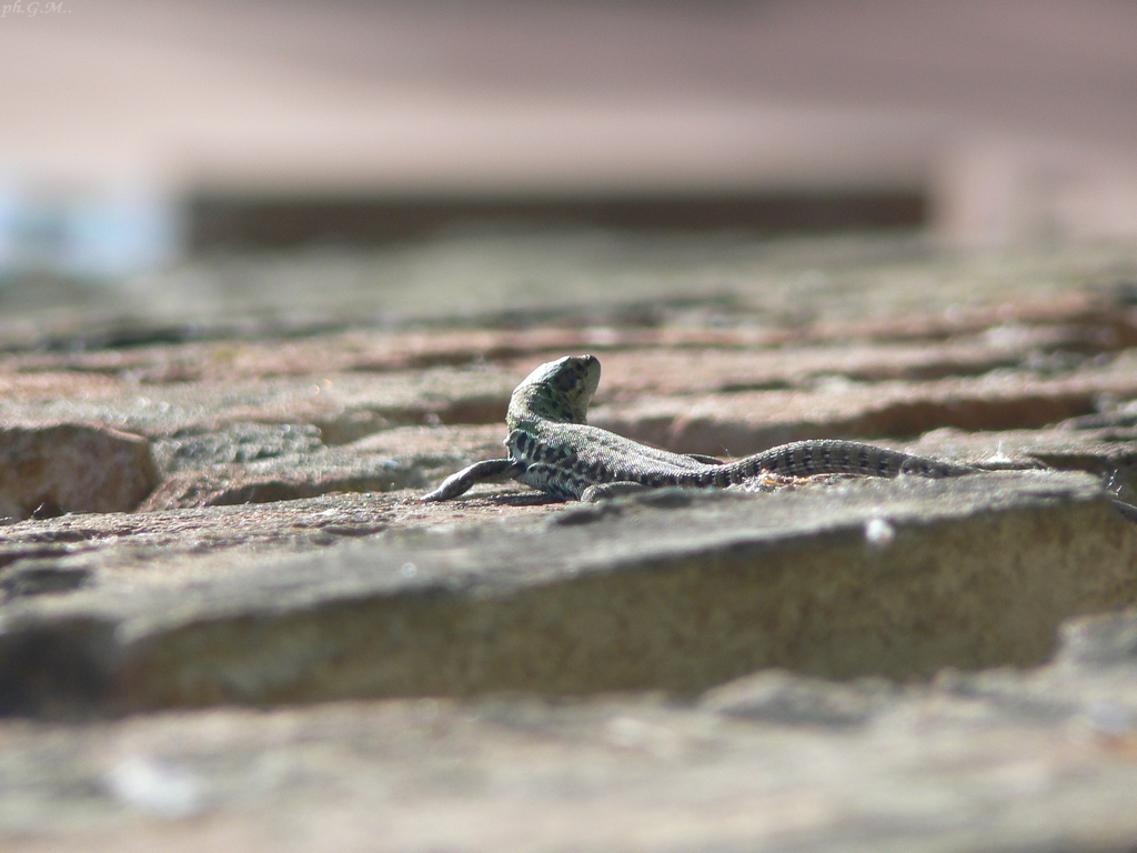 .. inutile che implori!..non mi volto!