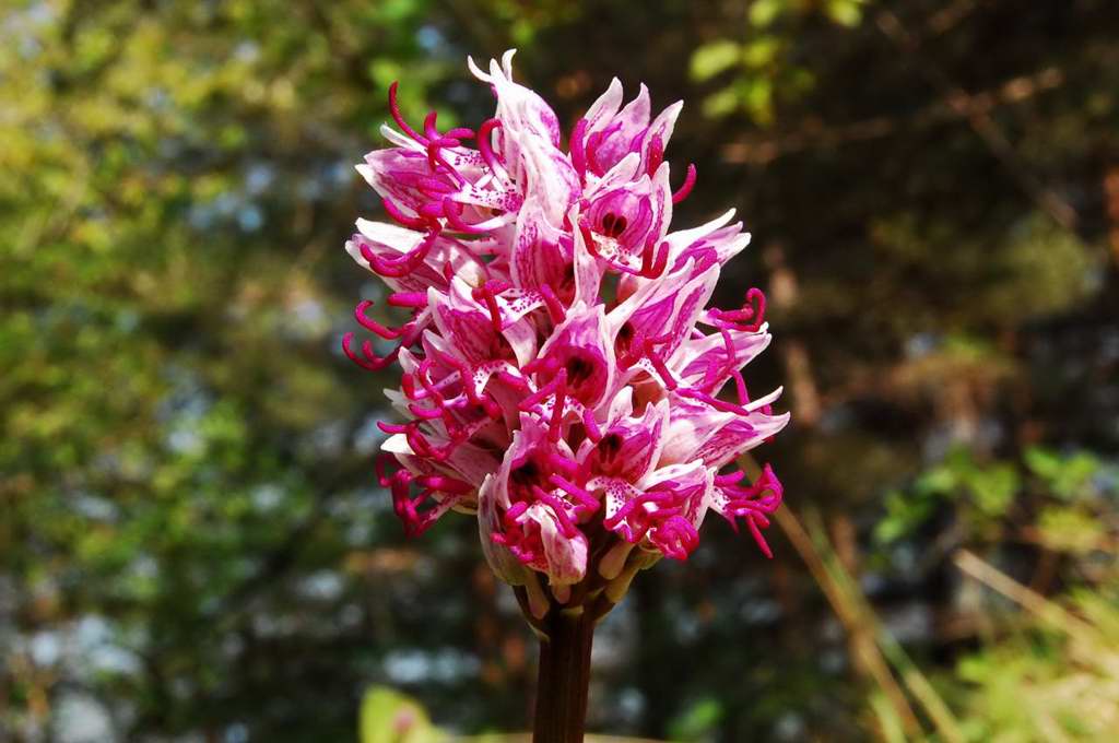 orchidea