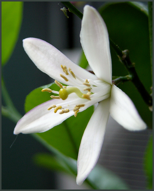 Fiore di limone (2)