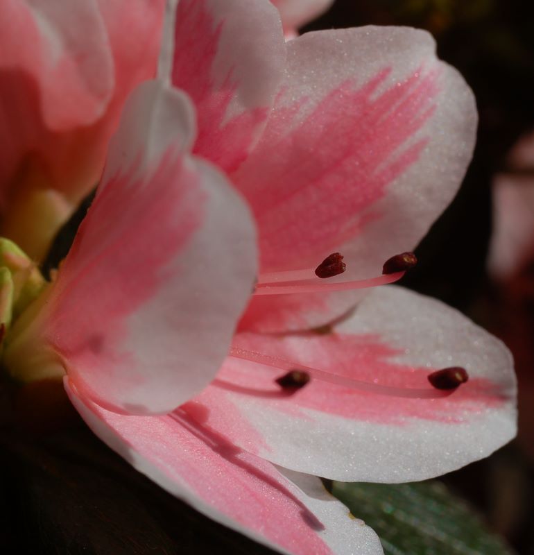 Azalea