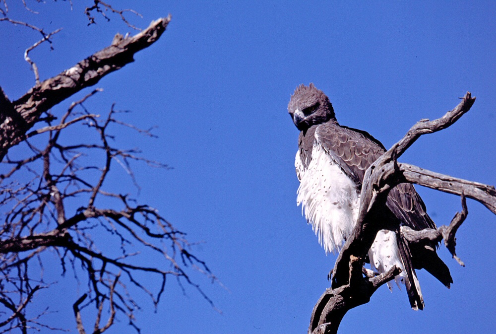 Aquila marziale
