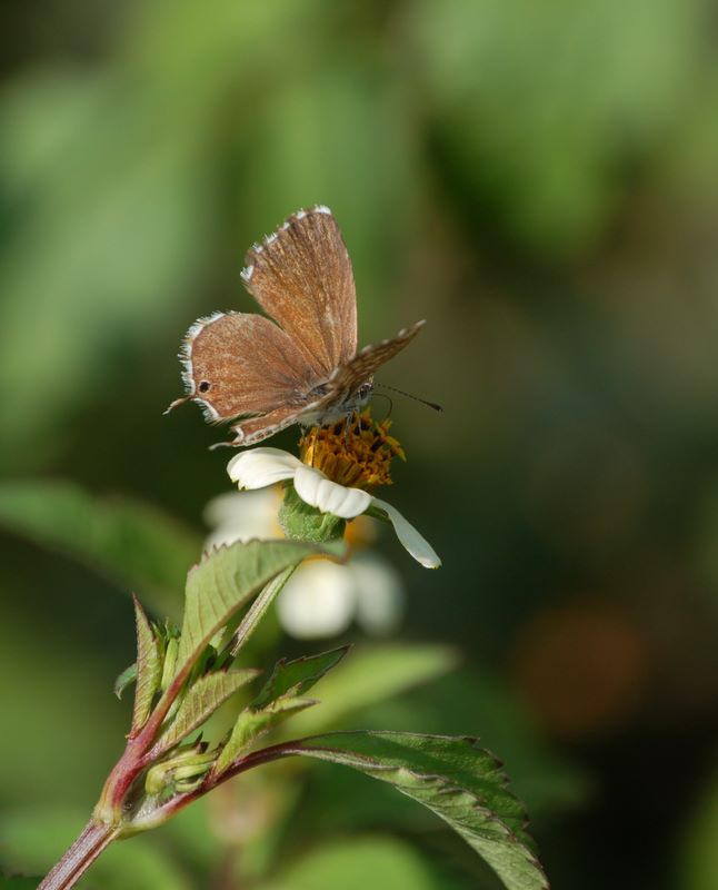 Piccola farfalla