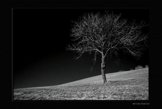 albero ir
