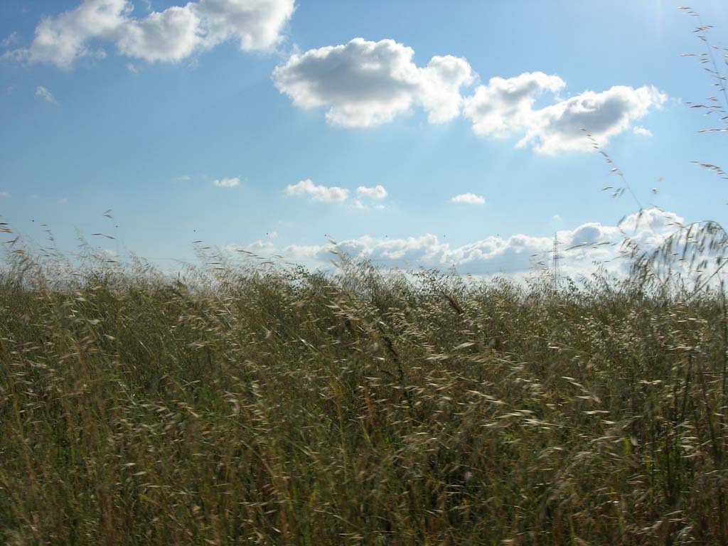 campagna puglese