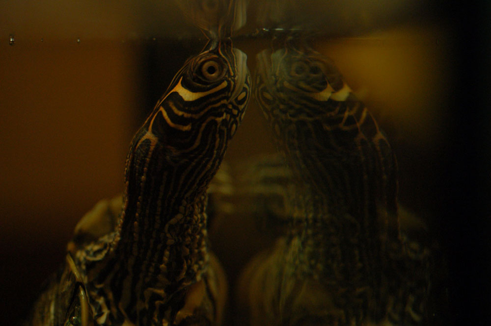 Riflessi
