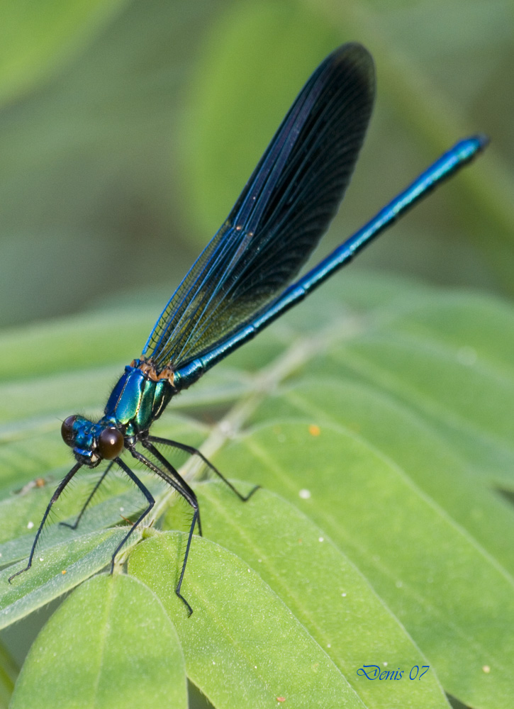 Calopteryx virgo