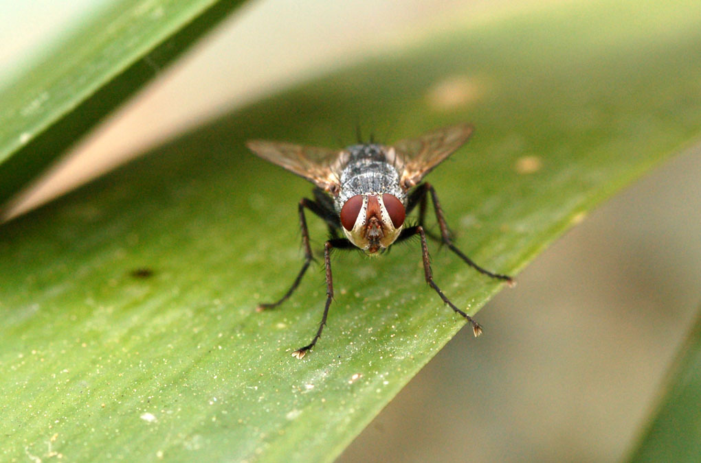Mosca