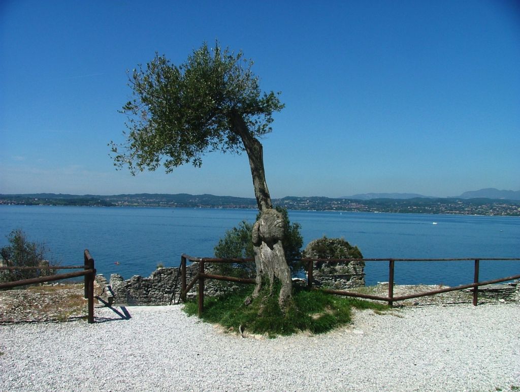Albero