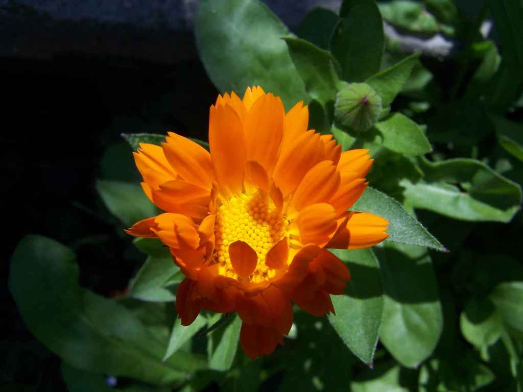 un fiore