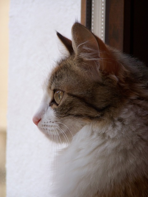 la nostra gatta ginger