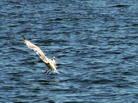 volo radente
