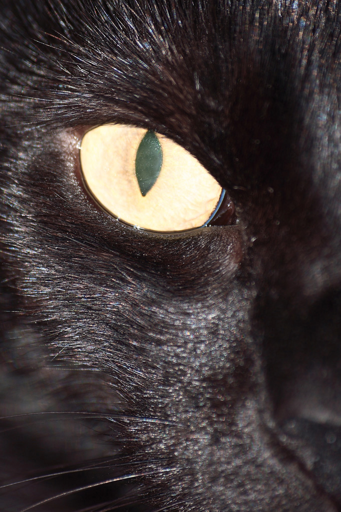 nera,gatta