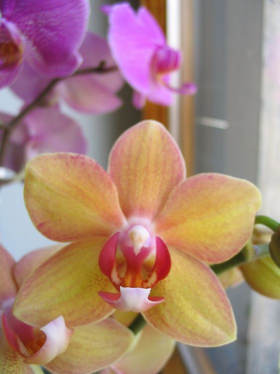 orchidee