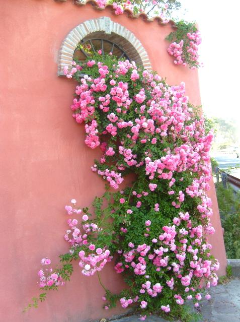 colore...rosa..