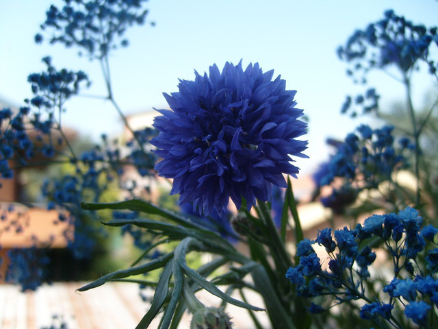 blu....