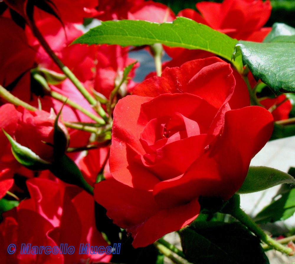 macro #1
