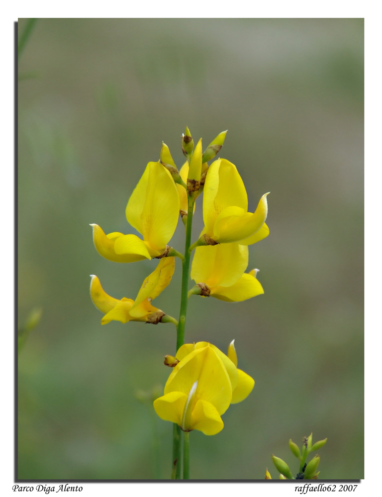 Fiorellini gialli