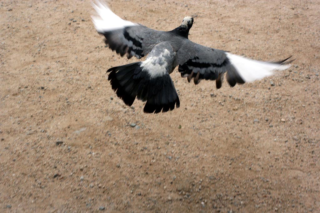 flying....