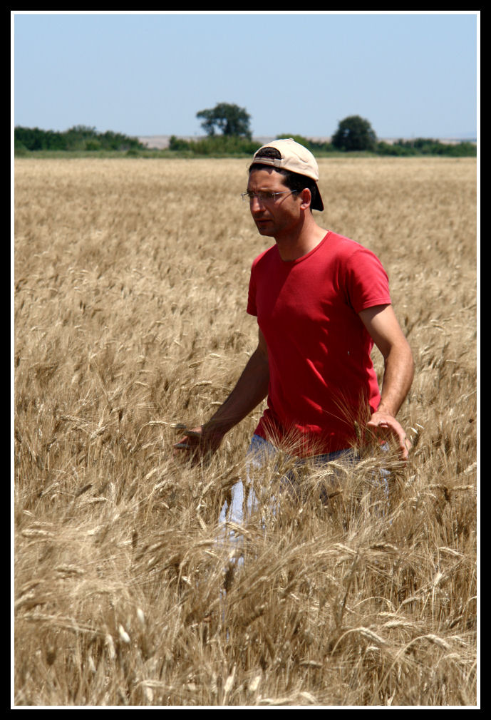 Grano maturo