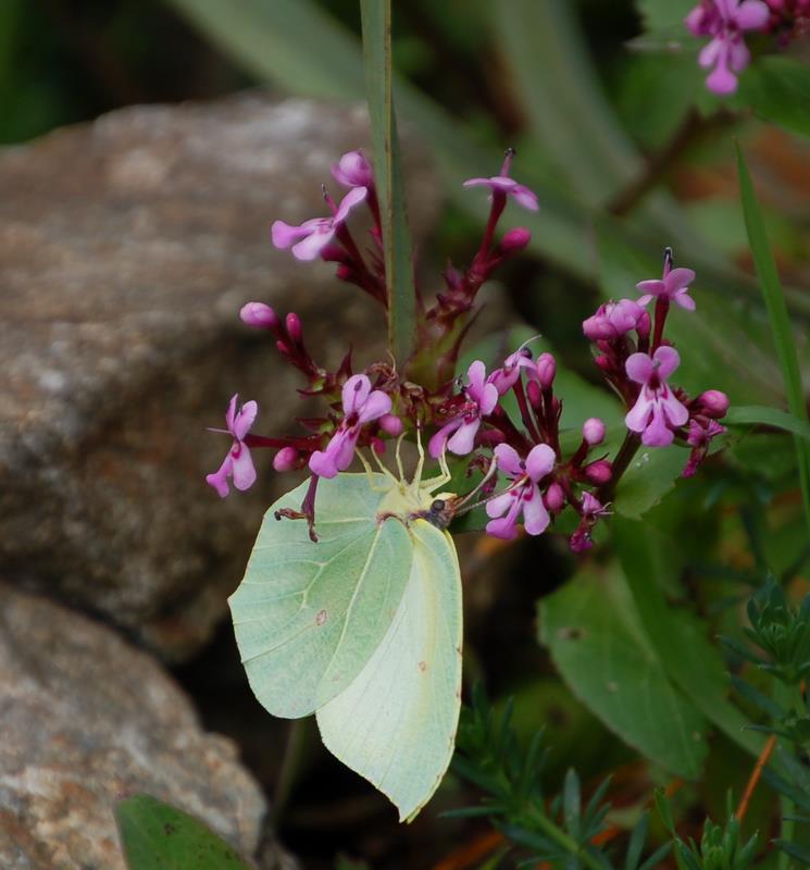 Cedronella