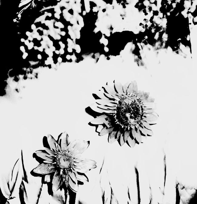 flowers in june b/n